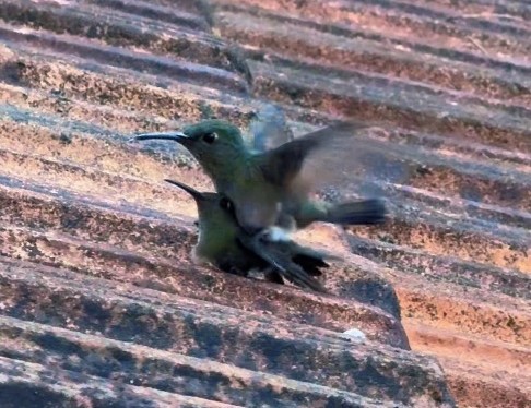 foto Not&iacute;cia Pirassununga