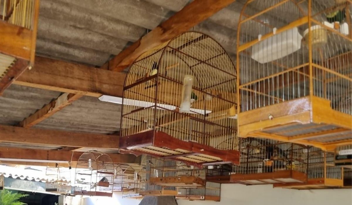 foto Not&iacute;cia Pirassununga