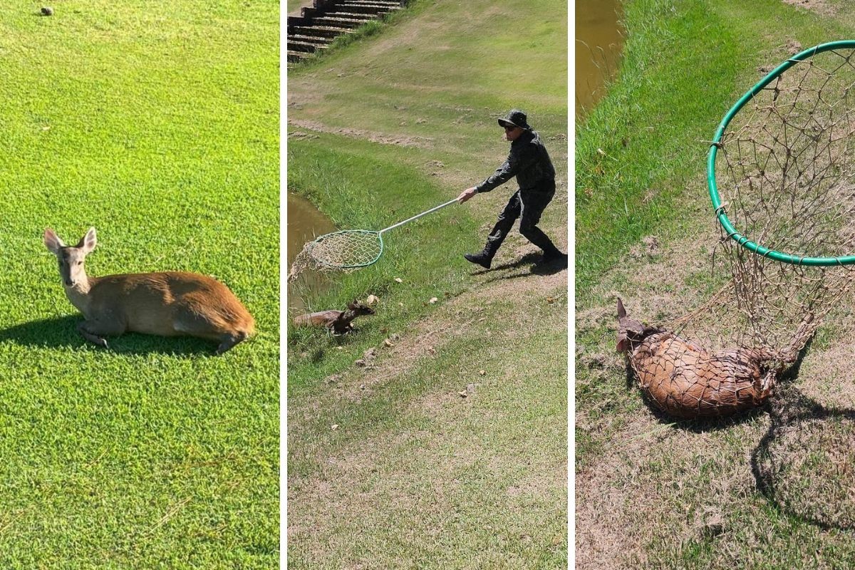 foto Not&iacute;cia Pirassununga